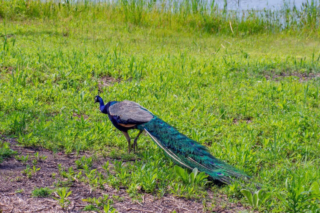 Lakeview & Wildlife Au Gres Екстериор снимка